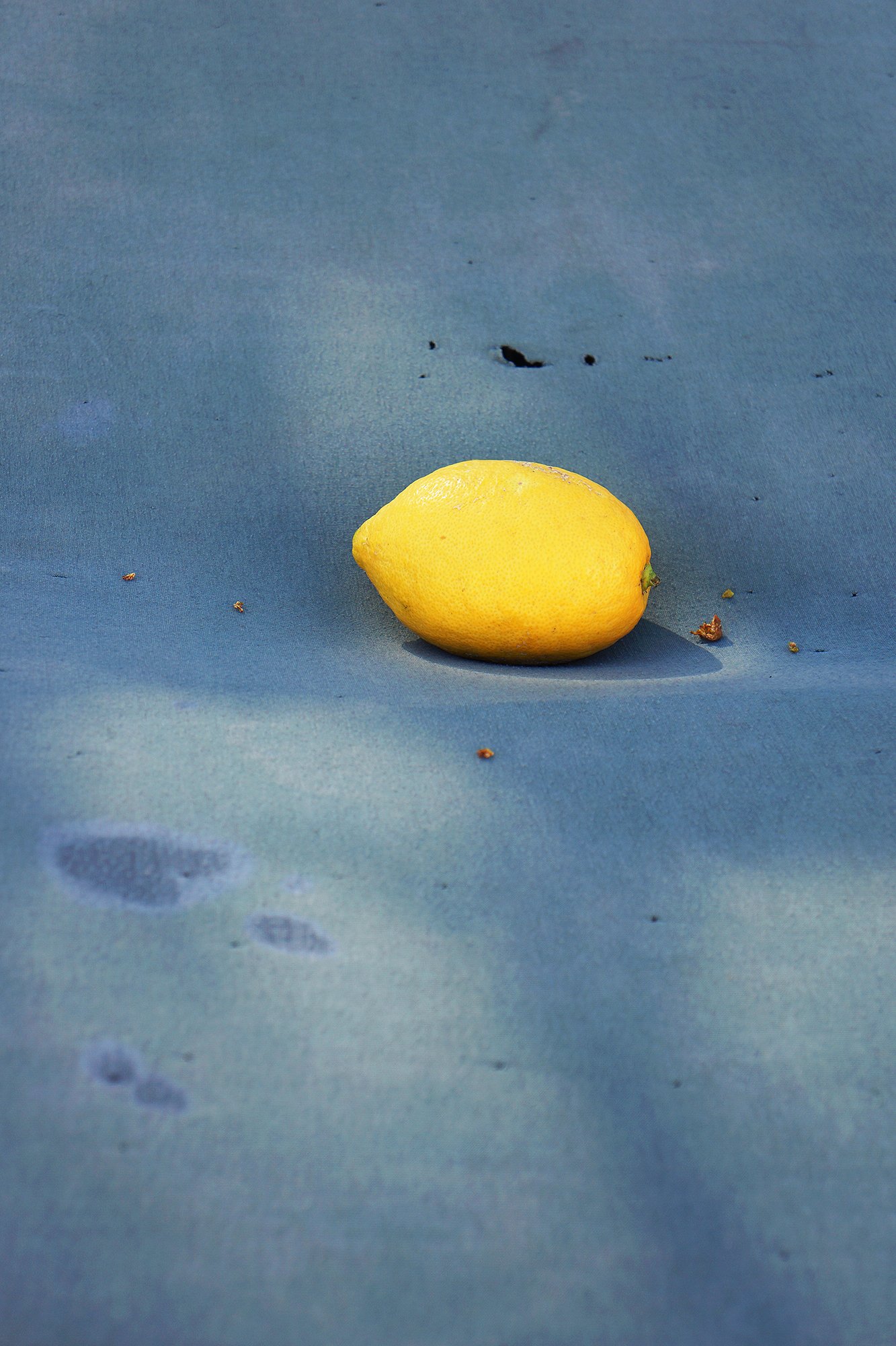 A bright yellow lemon glowing on a shady bluish hardtop ground.